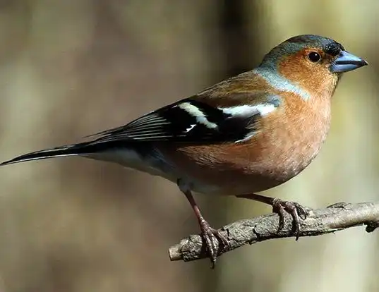 Picture of a eurasian chaffinch (Fringilla coelebs)