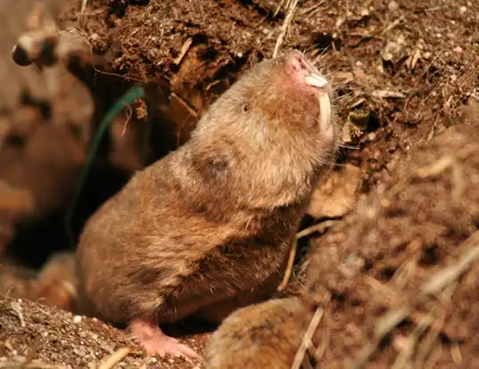 Picture of a zambian mole rat (Fukomys anselli)