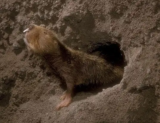 Picture of a damara mole rat (Fukomys damarensis)