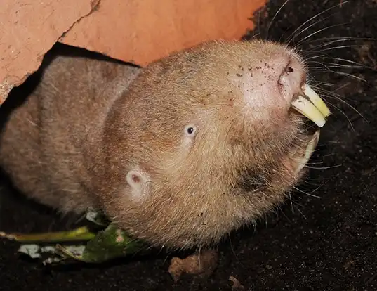 Picture of a mechow's mole-rat (Fukomys mechowi)
