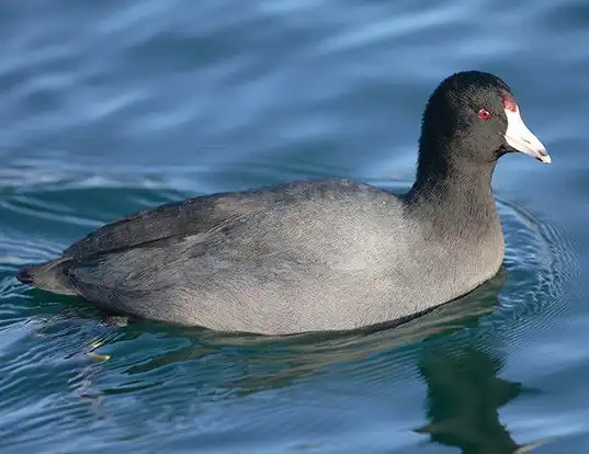 Picture of a american coot (Fulica americana)