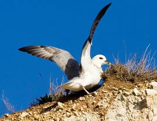 Picture of a northern fulmar (Fulmarus glacialis)