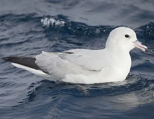 Picture of a southern fulmar (Fulmarus glacialoides)