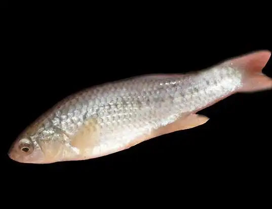Picture of a california killifish (Fundulus parvipinnis)