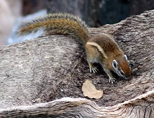 Picture of a congo rope squirrel (Funisciurus congicus)