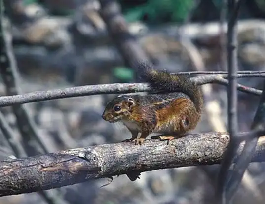 Picture of a fire-footed rope squirrel (Funisciurus pyrropus)