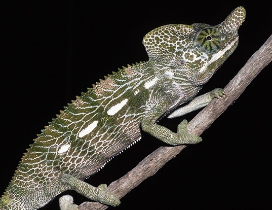 Picture of a labord's chameleon (Furcifer labordi)