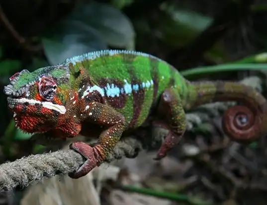 Picture of a panther chameleon (Furcifer pardalis)