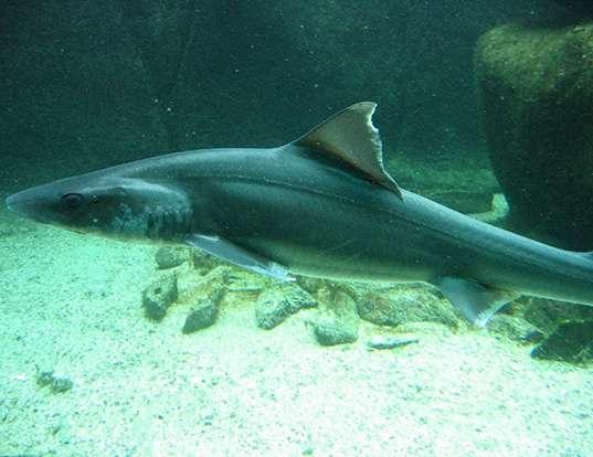Picture of a whiskery skark (Furgaleus macki)
