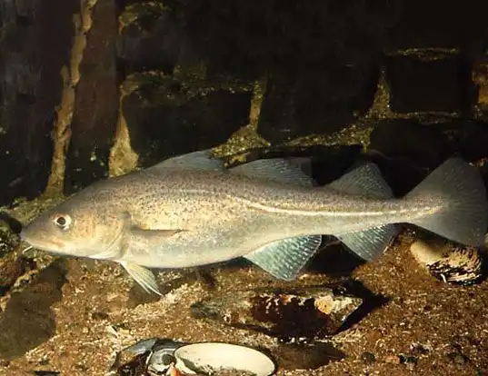 Picture of a greenland cod (Gadus ogac)