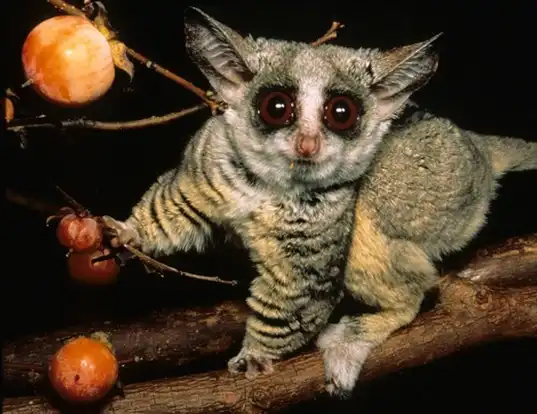 Picture of a southern lesser galago (Galago moholi)