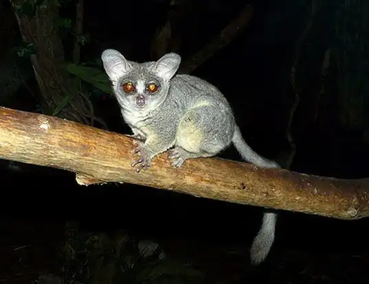 Picture of a northern lesser galago (Galago senegalensis)