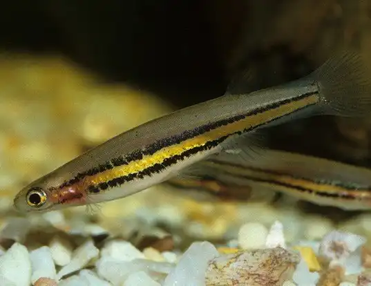Picture of a black-stripe minnow (Galaxiella nigrostriata)