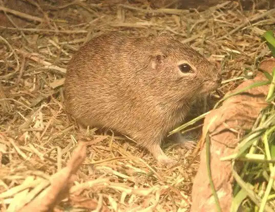 Picture of a yellow-toothed cavy (Galea musteloides)