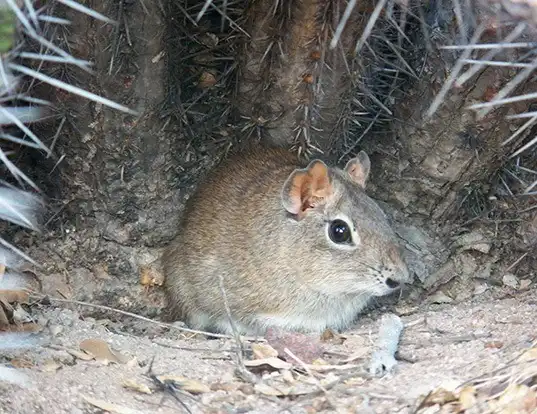 Picture of a spix's yellow-toothed cavy (Galea spixii)