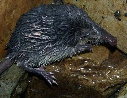 Picture of a pyrenean desman (Galemys pyrenaicus)