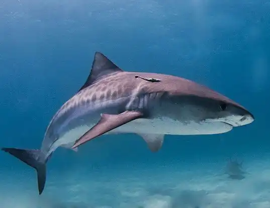 Picture of a tiger shark (Galeocerdo cuvier)