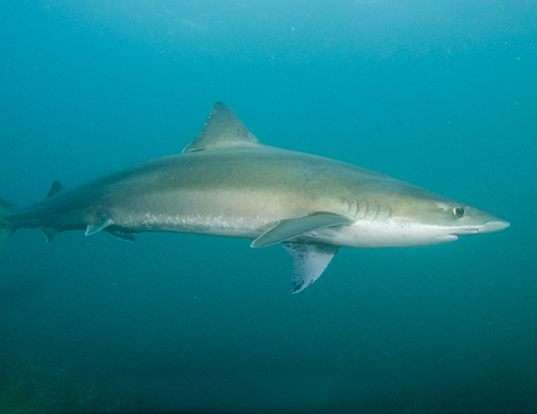 Picture of a whithound (Galeorhinus galeus)
