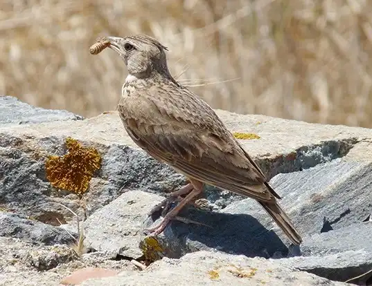 Picture of a crested lark (Galerida cristata)