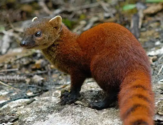 Picture of a malagasy ring-tailed mongoose (Galidia elegans)