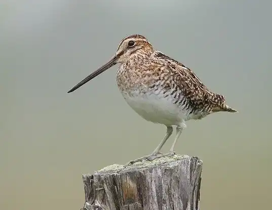 Picture of a wilson's snipe (Gallinago delicata)