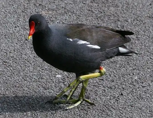 Picture of a moorhen (Gallinula chloropus)