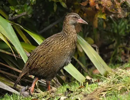 Picture of a weka (Gallirallus australis)