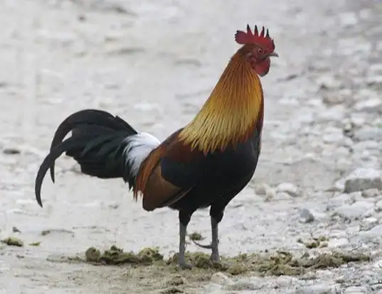 Picture of a red junglefowl (chicken) (Gallus gallus)