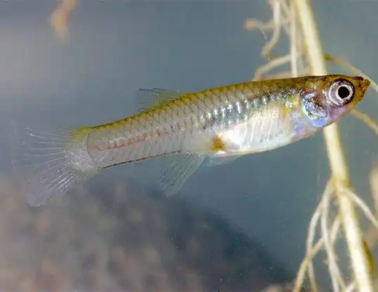 Picture of a mosquitofish (Gambusia affinis)