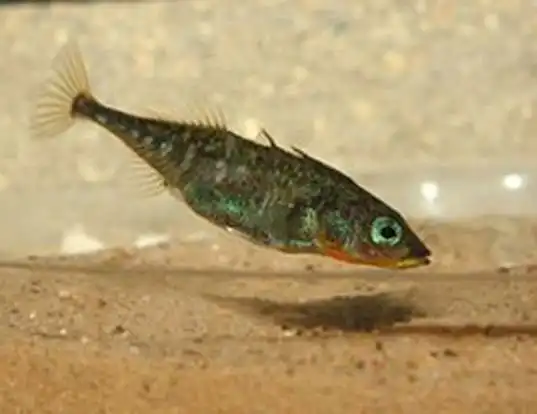 Picture of a threespined stickleback (Gasterosteus aculeatus)
