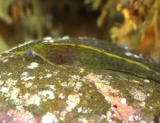 Picture of a new zealand slender clingfish (Gastrocyathus gracilis)