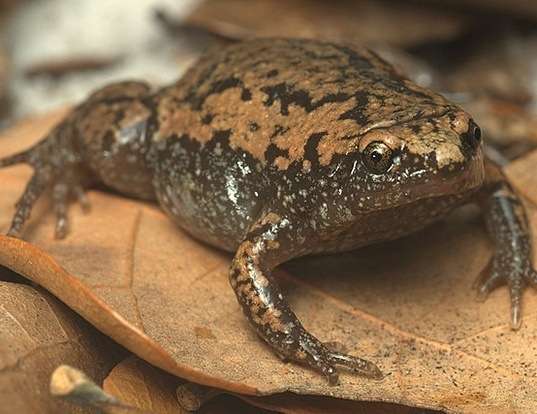 Picture of a eastern narrow-mouthed toad (Gastrophryne carolinensis)