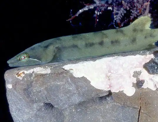 Picture of a hector's clingfish (Gastroscyphus hectoris)