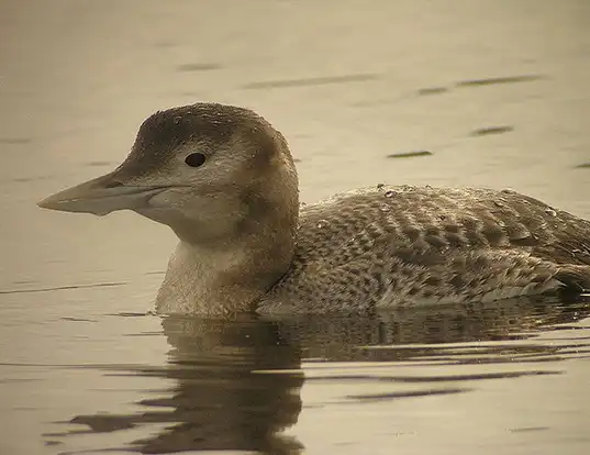 Picture of a yellow-billed loon (Gavia adamsii)