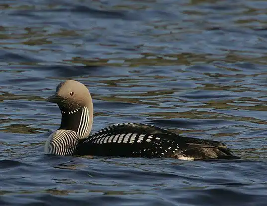 Picture of a arctic loon (Gavia arctica)