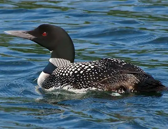 Picture of a loon (Gavia immer)