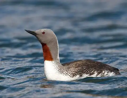 Picture of a red-throated loon (Gavia stellata)