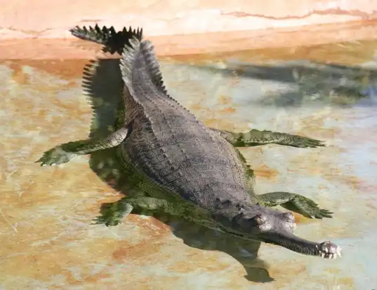 Picture of a indian gavial (Gavialis gangeticus)