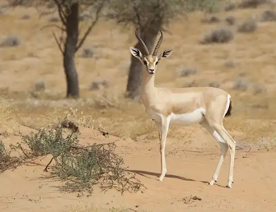 Picture of a arabian gazelle (Gazella arabica)