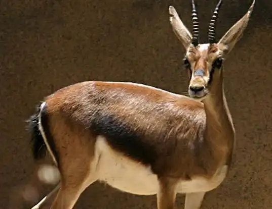Picture of a cuvier's gazelle (Gazella cuvieri)