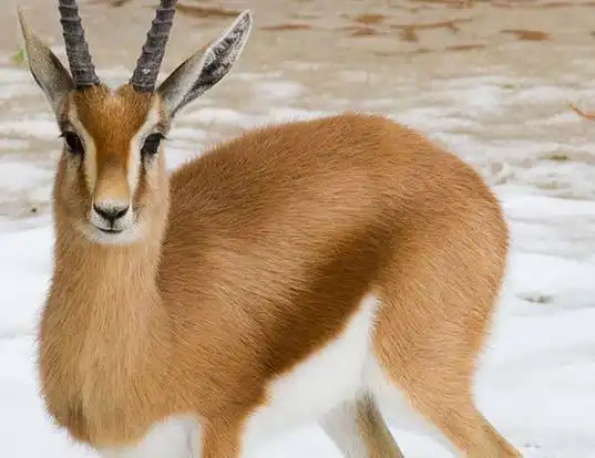 Picture of a dorcas gazelle (Gazella dorcas)