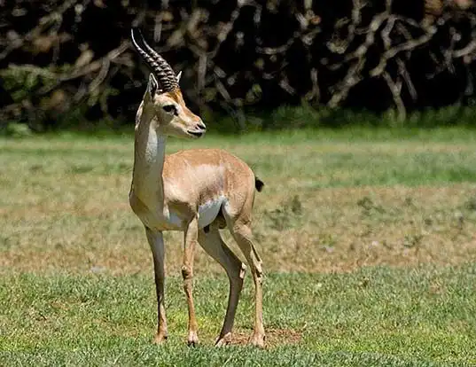 Picture of a mountain gazelle (Gazella gazella)