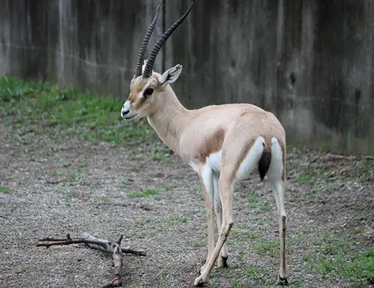Picture of a slender-horned gazelle (Gazella leptoceros)