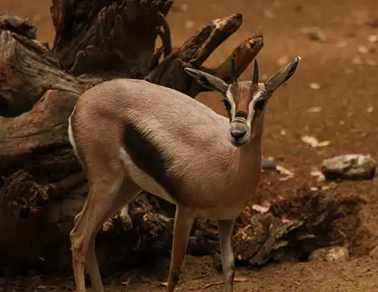 Picture of a speke's gazelle (Gazella spekei)