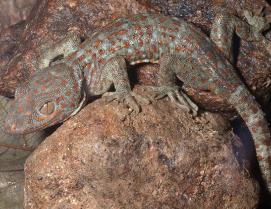 Picture of a tokay gecko (Gekko gecko)