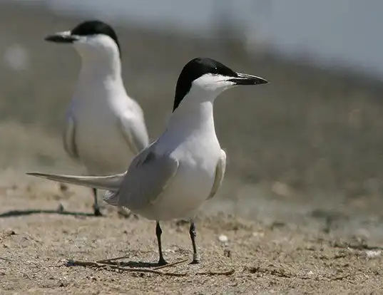 Picture of a common gull-billed tern (Gelochelidon nilotica)