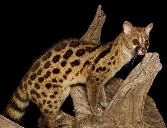 Picture of a panther genet (Genetta maculata)