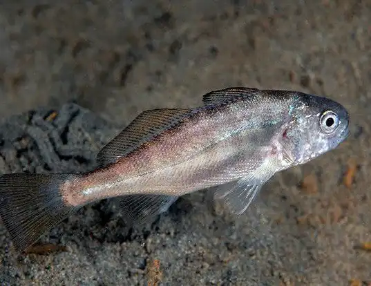 Picture of a white croaker (Genyonemus lineatus)