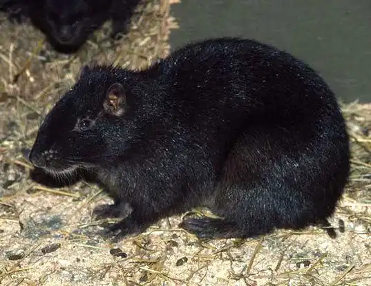 Picture of a jamaican hutia (Geocapromys brownii)