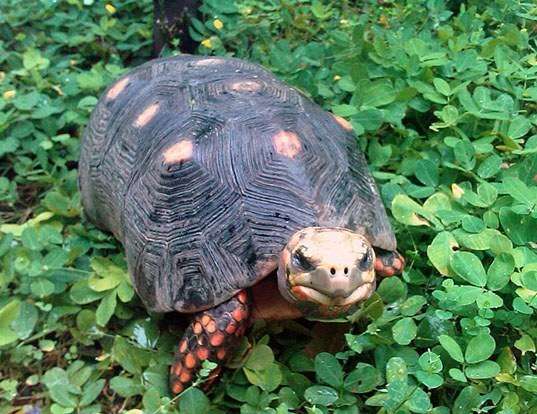 Picture of a redfoot tortoise (Geochelone carbonaria)